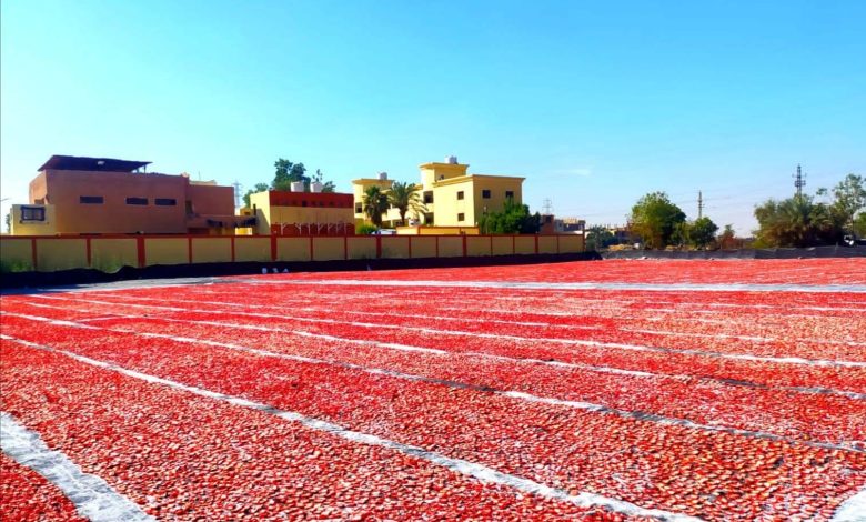جانب من زراعات الطماطم وتجفيفها غرب الأقصرمن حقول الأقصر إلى العالم