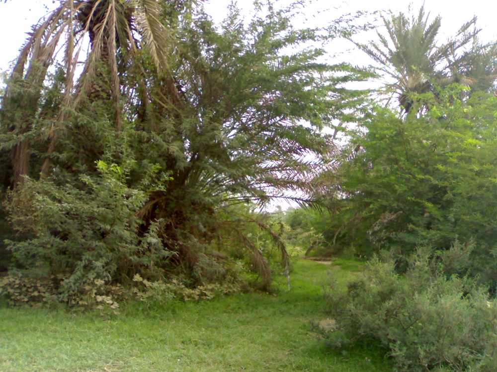 جازان 