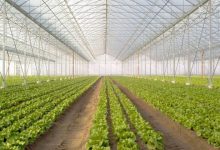 ارتفاع صادرات مصر من الحاصلات الزراعية إلى 4.4 مليون طن في أول خمسة أشهر من 2025