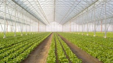 ارتفاع صادرات مصر من الحاصلات الزراعية إلى 4.4 مليون طن في أول خمسة أشهر من 2025