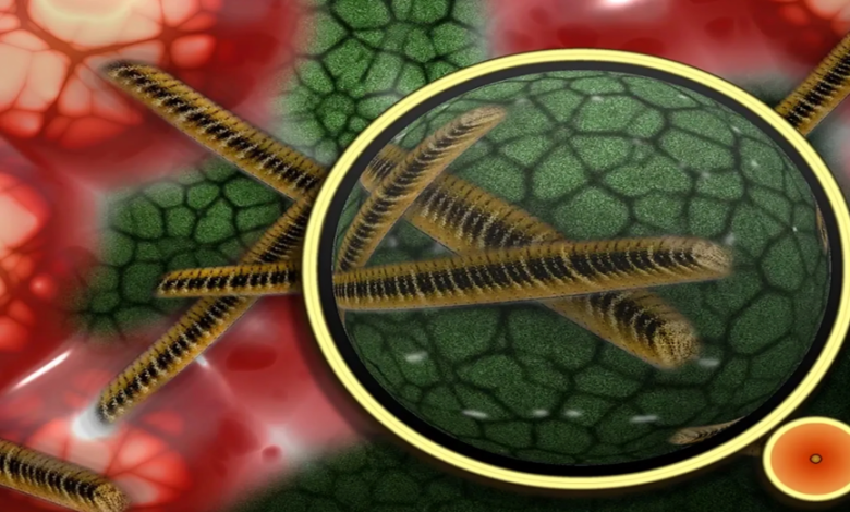 العلم يكتشف كنزًا جديدًا: بكتيريا تحوّل المعادن السامة إلى ذهب نانوي