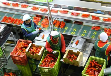 بأكثر من 4 مليار دولار.. القطاع الغذائي المصري يسجل أداءً قويًا ويزيد حصته في الأسواق العربية والأوروبية