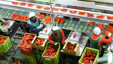 بأكثر من 4 مليار دولار.. القطاع الغذائي المصري يسجل أداءً قويًا ويزيد حصته في الأسواق العربية والأوروبية