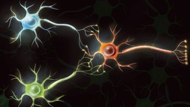 الحوسبة الحيوية: العلماء يحولون خلايا الدماغ البشرية إلى حواسيب حية واعدة