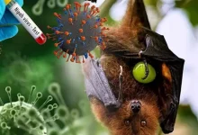 أسباب الإصابة بفيروس نيباه 2026: دليل طرق الانتقال والوقاية