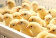 أسعار الكتاكيت اليوم السبت وتوقعات غدٍ الأحد