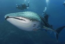 تفاصيل القبض على صائدي القرش الحوتي بهلول في البحر الأحمر 2026