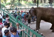 موعد افتتاح حديقة الحيوان بالجيزة وخطة ربطها بالأورمان: التفاصيل الكاملة