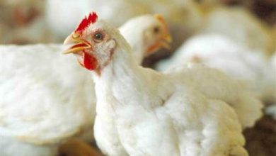 انخفاض جديد في أسعار الفراخ البيضاء والبلدي والبانيه في مصر اليوم