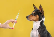 حملة غير مسبوقة لمواجهة السعار.. تحصين آلاف الكلاب في مصر