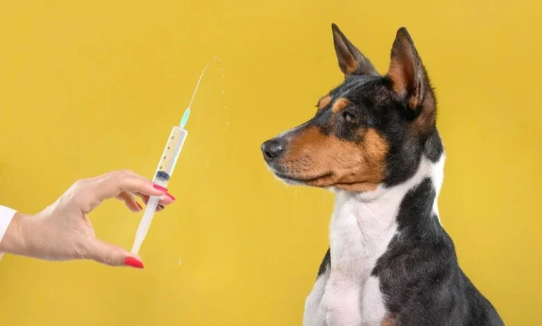 حملة غير مسبوقة لمواجهة السعار.. تحصين آلاف الكلاب في مصر