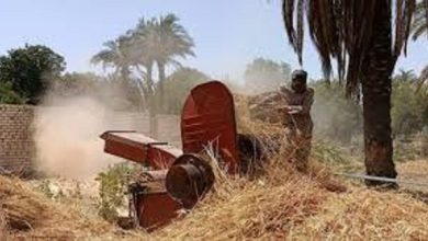 الحكومة تفاجئ الفلاحين: رفع سعر توريد القمح إلى 2500 جنيه رسميًا