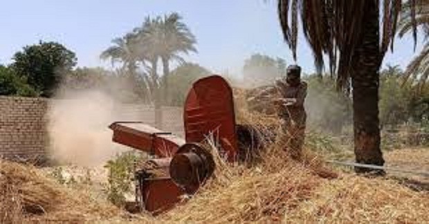 الحكومة تفاجئ الفلاحين: رفع سعر توريد القمح إلى 2500 جنيه رسميًا