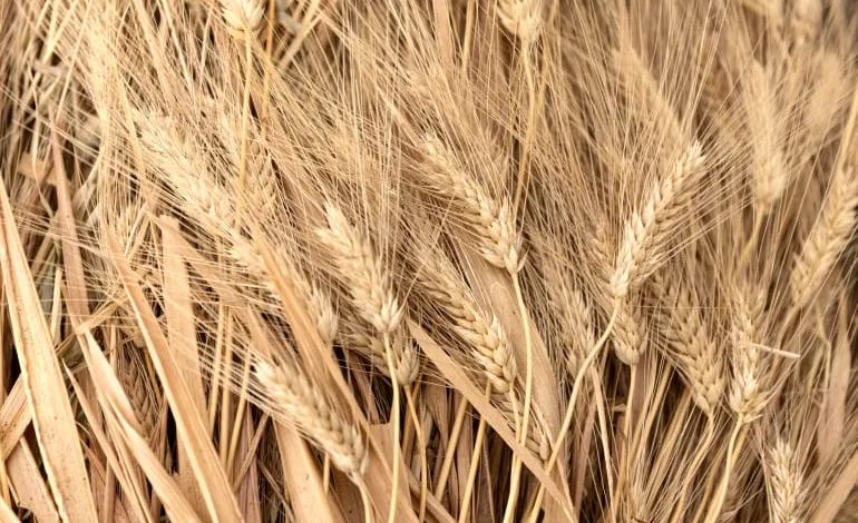 مصر تقلص واردات القمح إلى 12.5 مليون طن.. والإنتاج المحلي يسجل قفزة جديدة في 2026