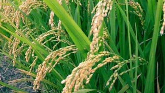 بعد قفزات قياسية.. أسعار الأرز المصري تهوي 41% وتفقد آلاف الجنيهات للطن